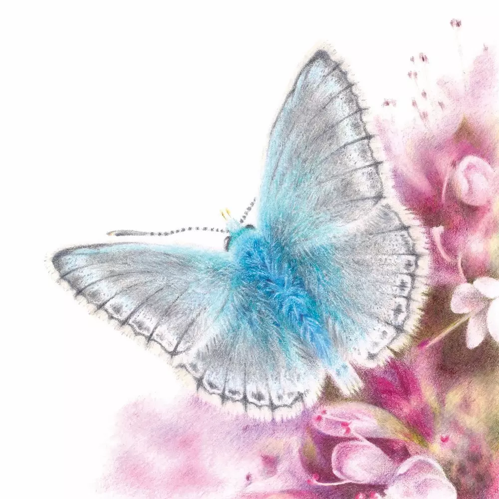 Chalk-Hill Blue Coloured Pencil Illustration